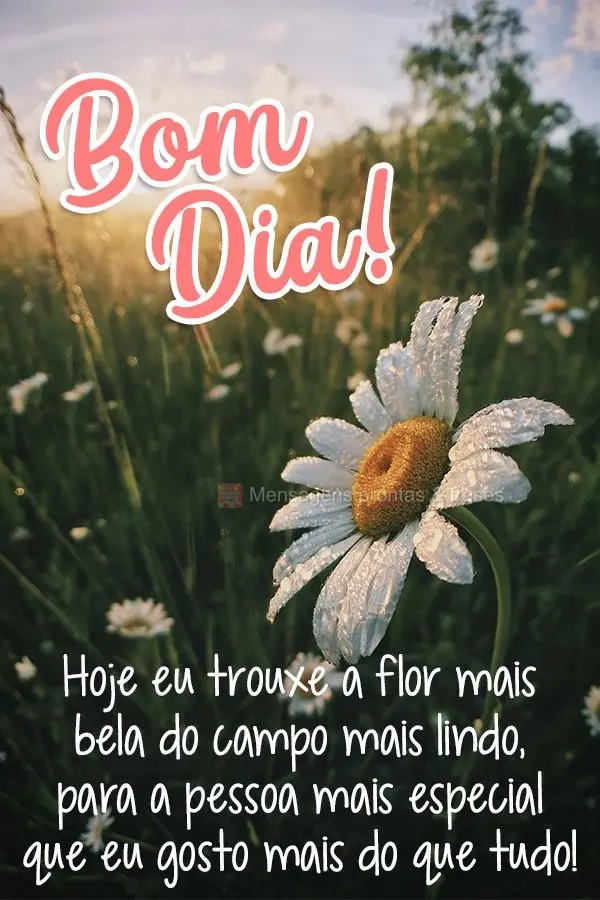 Hoje eu trouxe a flor mais bela do campo mais lindo, para a pessoa mais especial que eu gosto mais que tudo! Bom dia! 