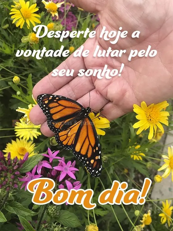 Desperte hoje a vontade de lutar pelo seu sonho! Bom dia!