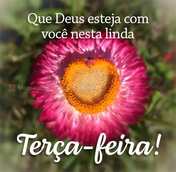Que Deus esteja com você nesta linda Terça-feira!