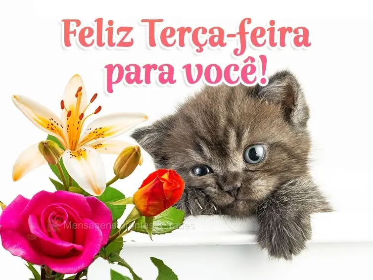 Feliz Terça-feira para você!