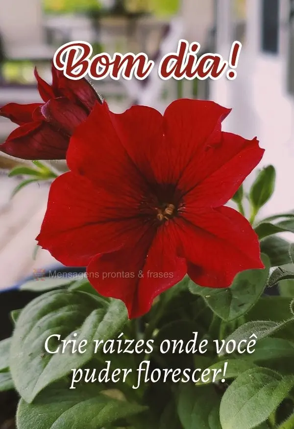 Crie raízes onde você puder florescer! Bom dia! 