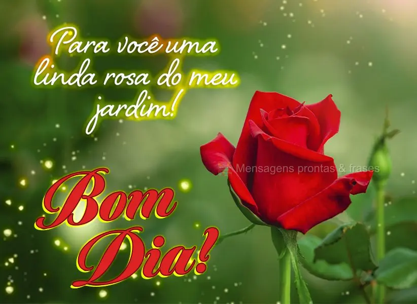Para você uma linda rosa do meu jardim! Bom dia!