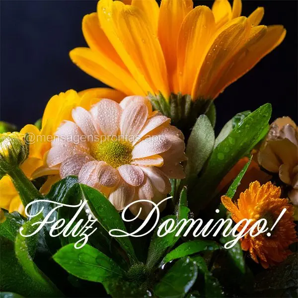 Feliz Domingo!